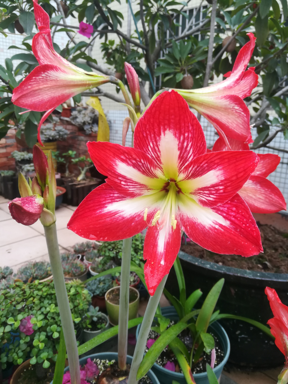 朱顶红四川女王逐渐绽放中 四川女王是土朱中非常出色的,群开一完很