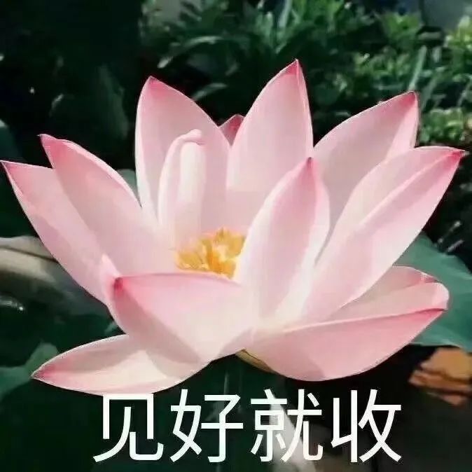 中老年佛系荷花表情包 中老年专用花朵表情包