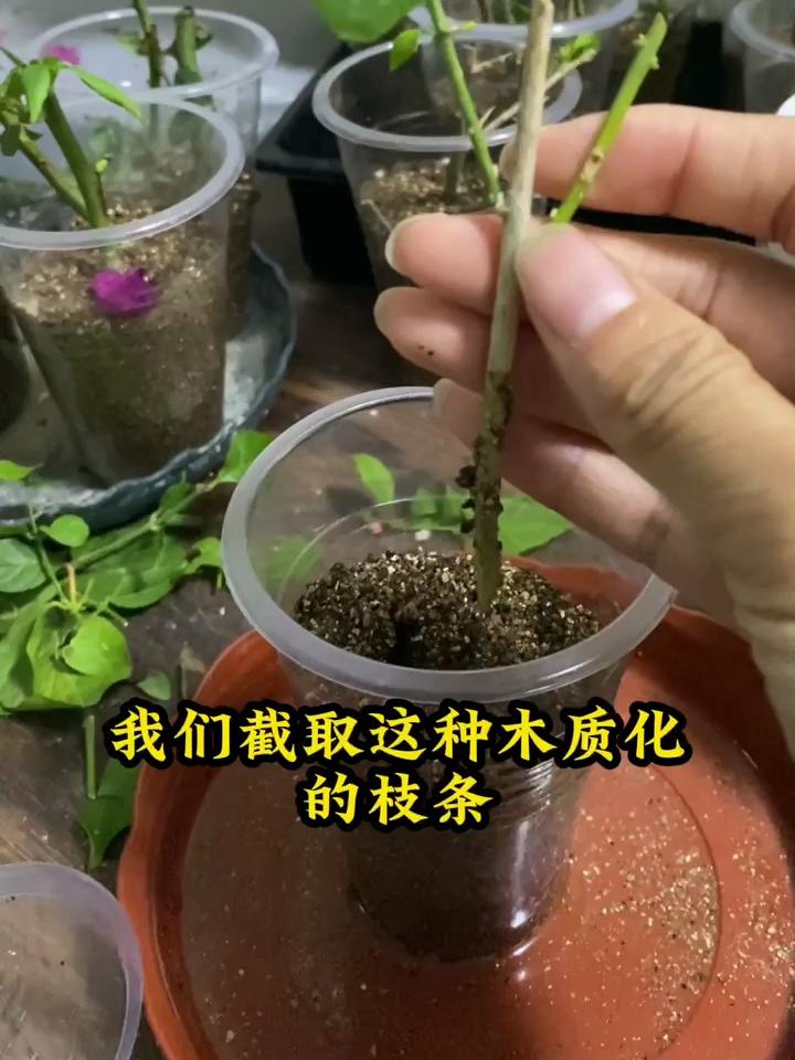 茉莉花枝条的扦插方法,操作简单,生根快