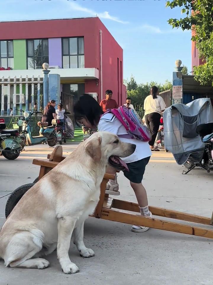 学生狗任务图片