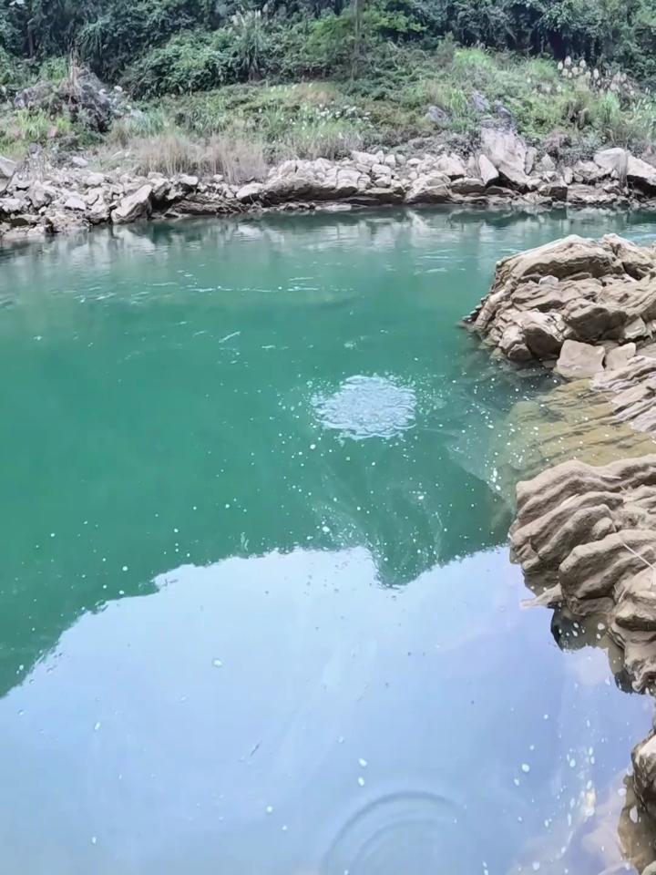 海南石鲮鱼图片