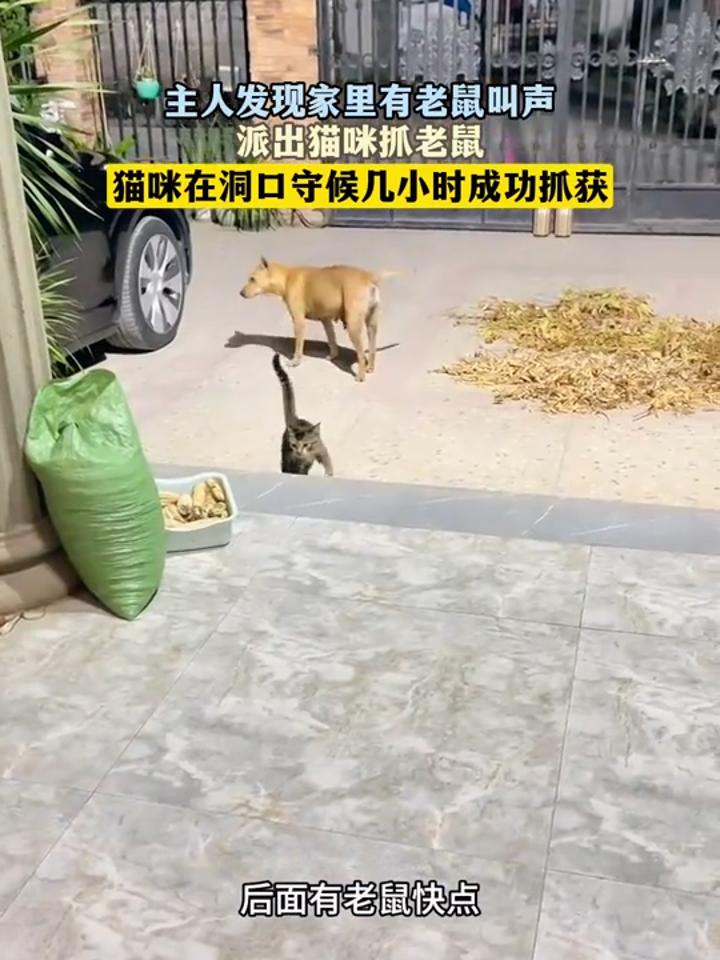 捉老鼠的猫叫声图片