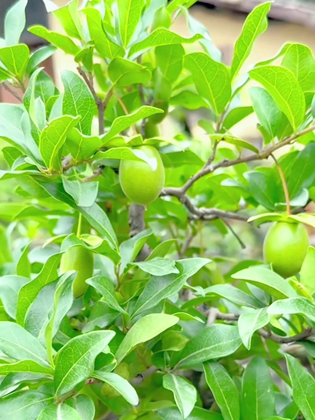 金弹子花芽分化图图片