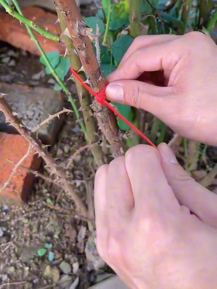 植物彩带怎么绑图片