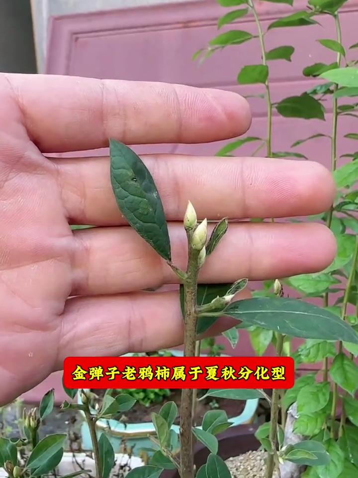 金弹子花芽与叶芽区别图片