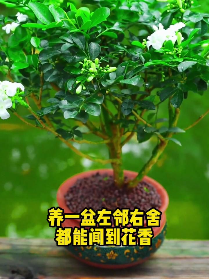 九里香几月份开花图片