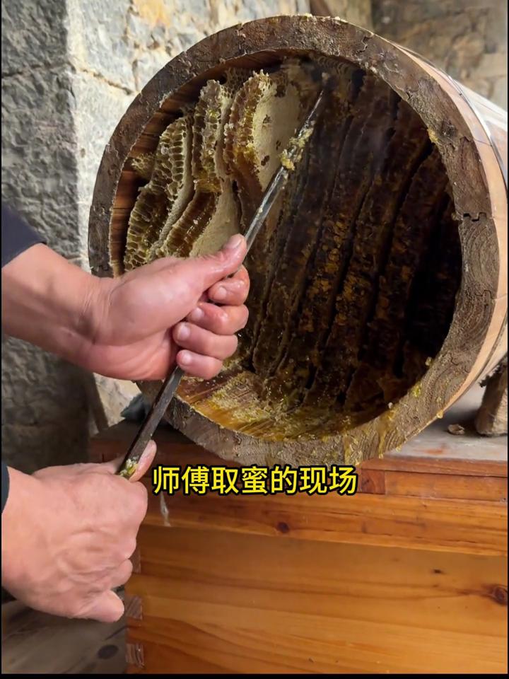 师傅用土法养蜂,蜂桶爆满,师傅取蜜现场看着真是舒适