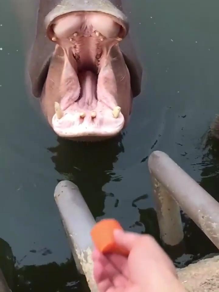 给河马投食,张开嘴一看,感觉自己好无知!