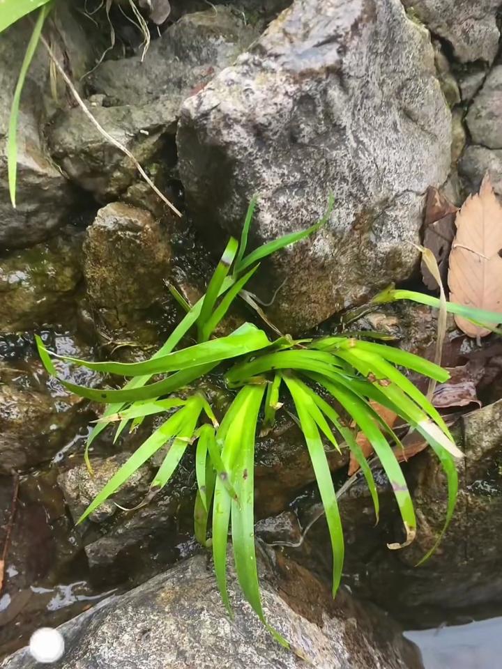 什么是石菖蒲图片图片