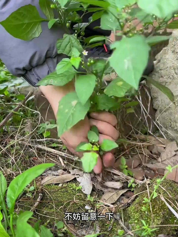 龙葵也叫白花菜