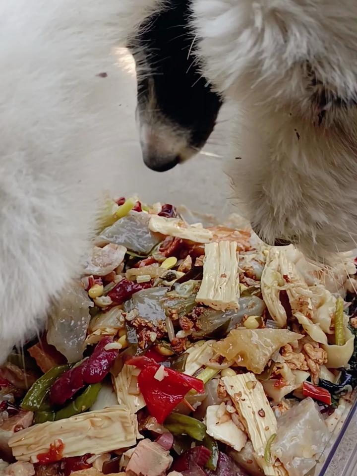 三条狗低头吃席干饭