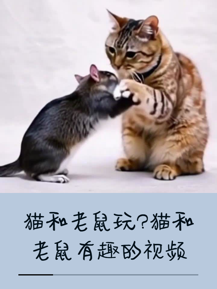 猫和老鼠猫拿报纸打狗图片