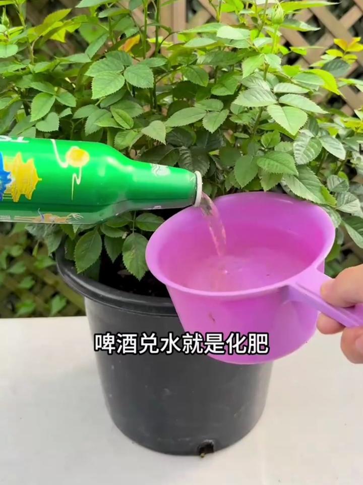 水培花卉营养液自制图片