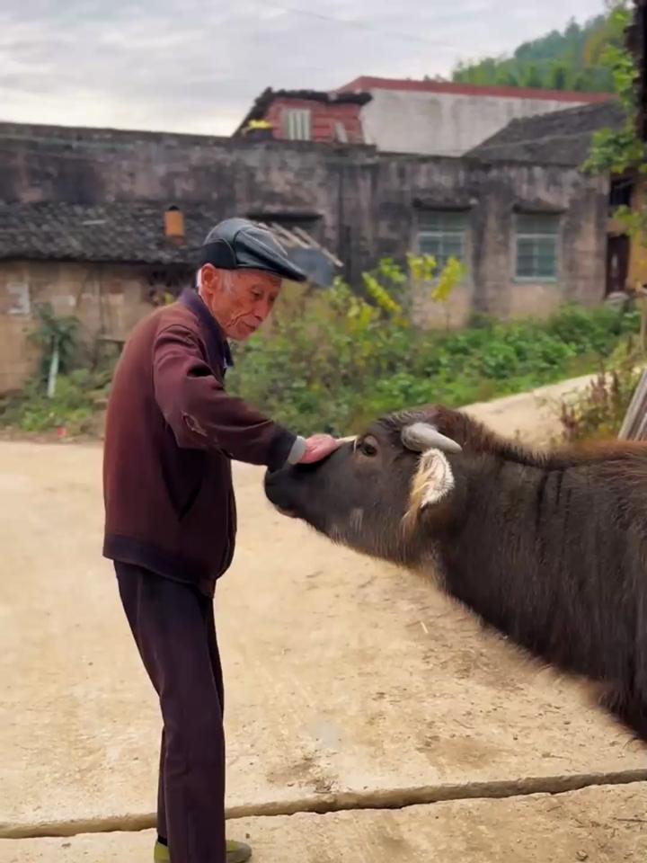 趴牛背上的图片图片