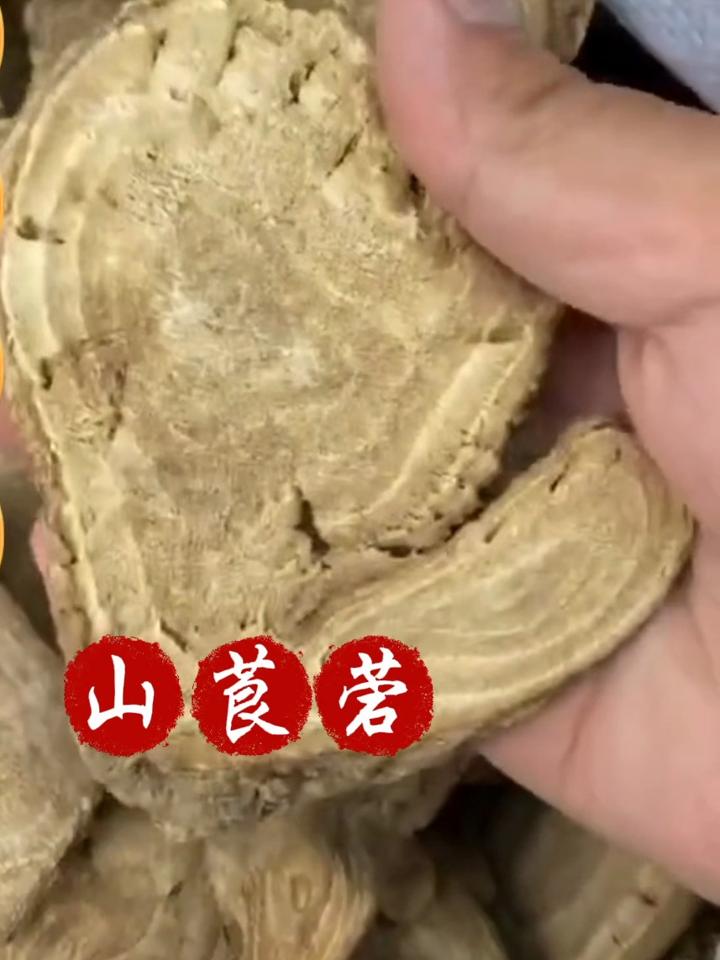 莨菪中药图片