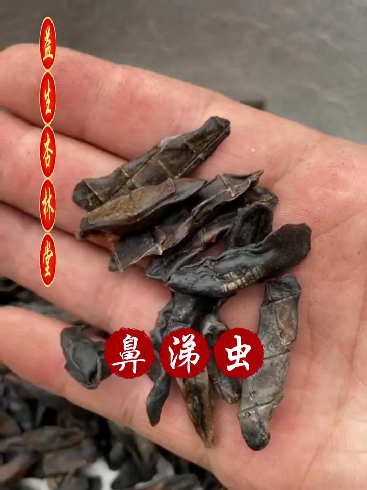 鼻涕虫种类及图片图片