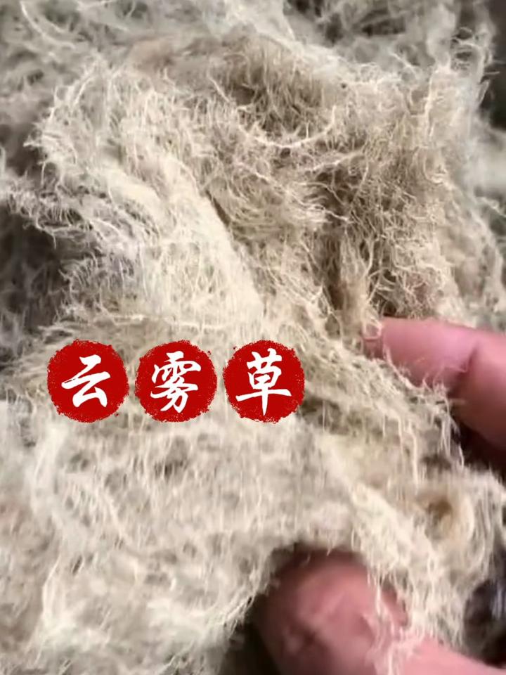 云雾草图片功效图片