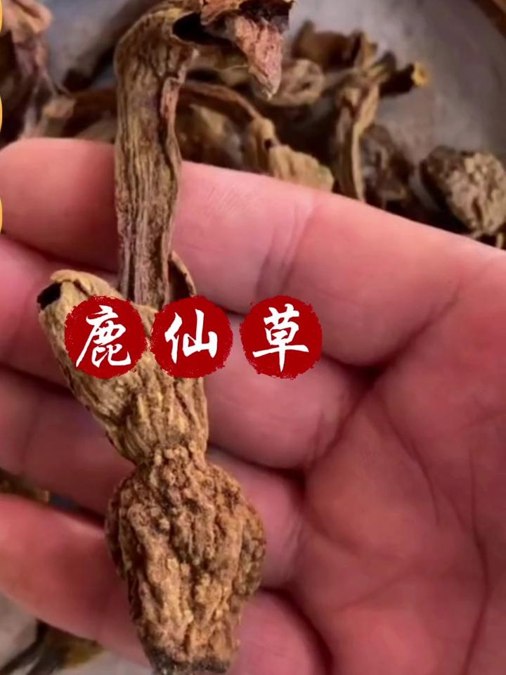 鹿仙草粉的功效与作用图片