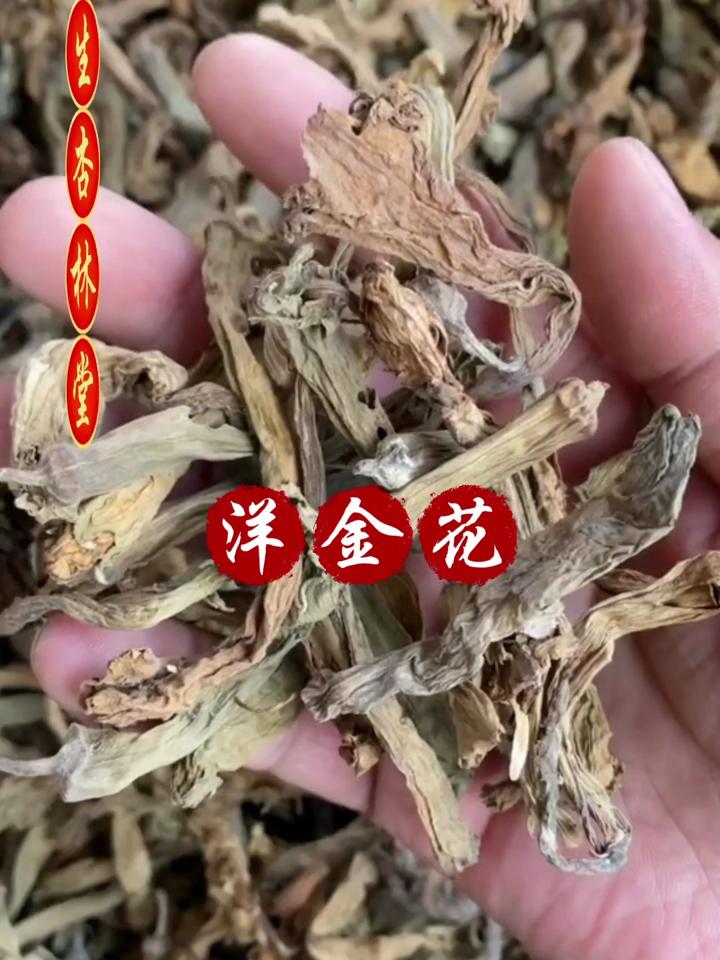 洋金花图片以功效作用图片