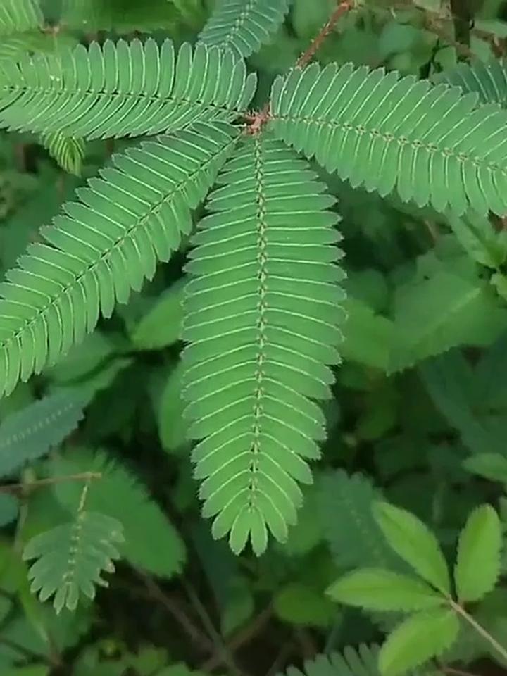 含羞草触觉图片