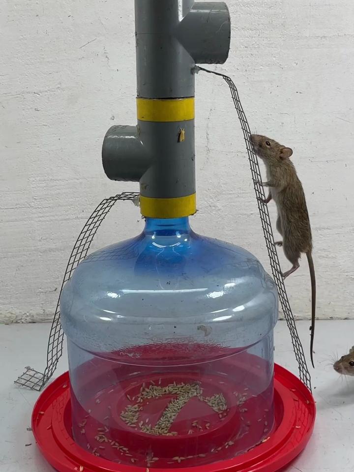 矿泉水瓶做捕鼠器图解图片