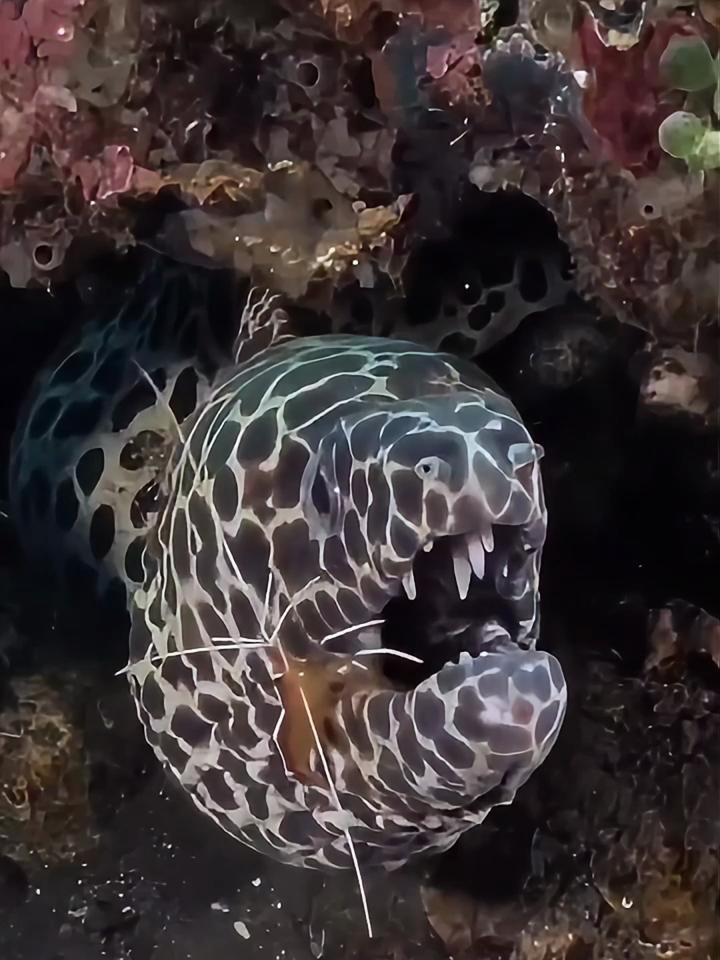 大花龙海鳗图片