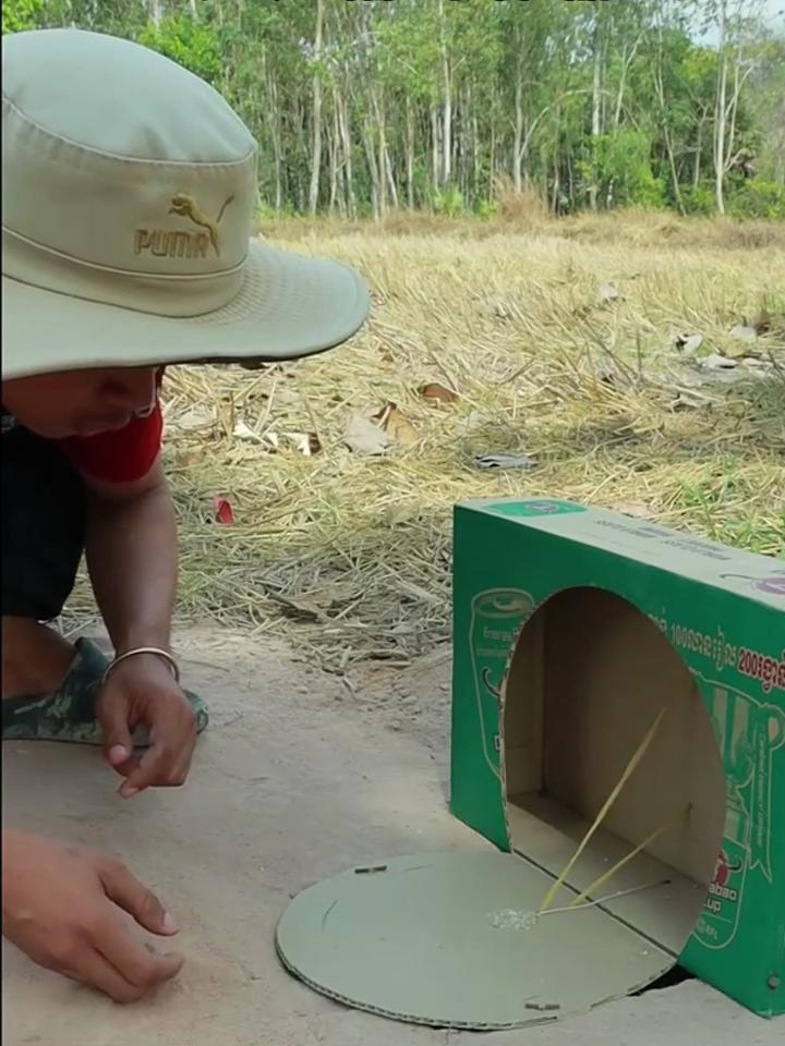 太牛了 小伙用纸箱制作捕鸟神器