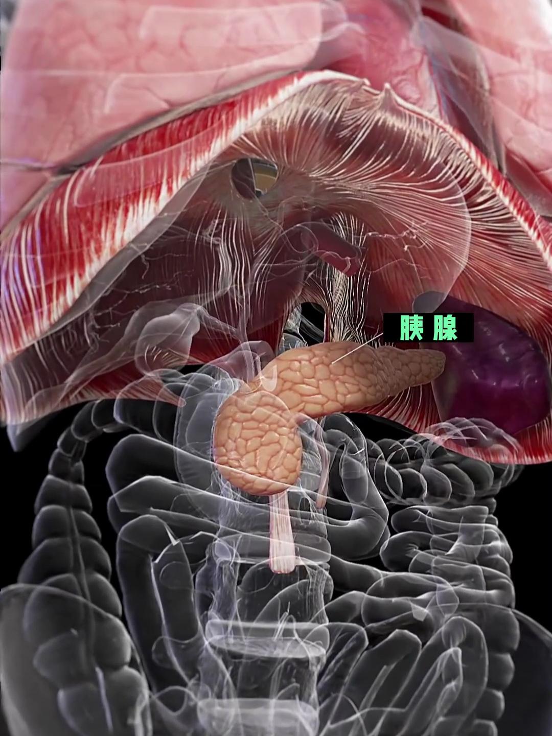 人体胰腺的作用图片