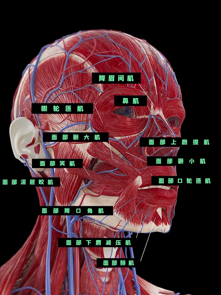 面部肌肉分布图高清图图片