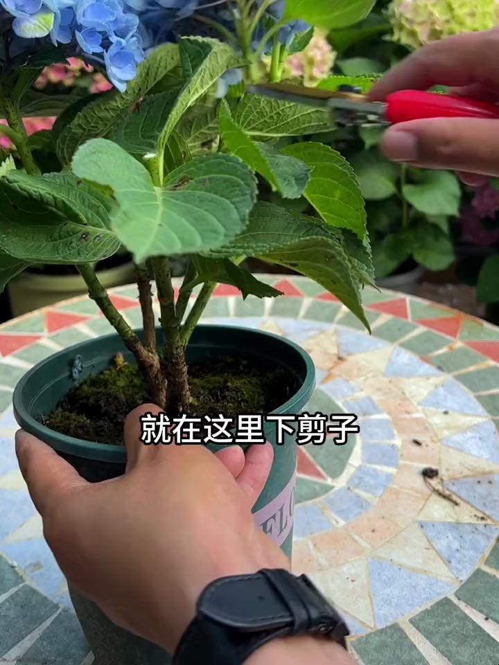 大花绣球的修剪方法图片