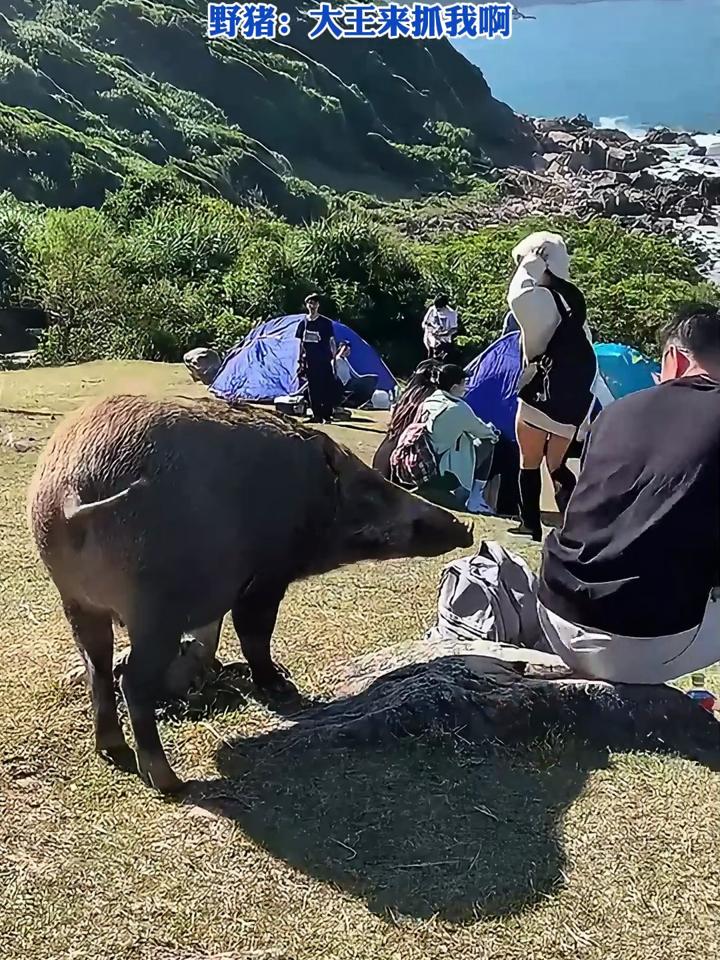 男生坐在草坪上看风景,一个不注意包被野猪偷了