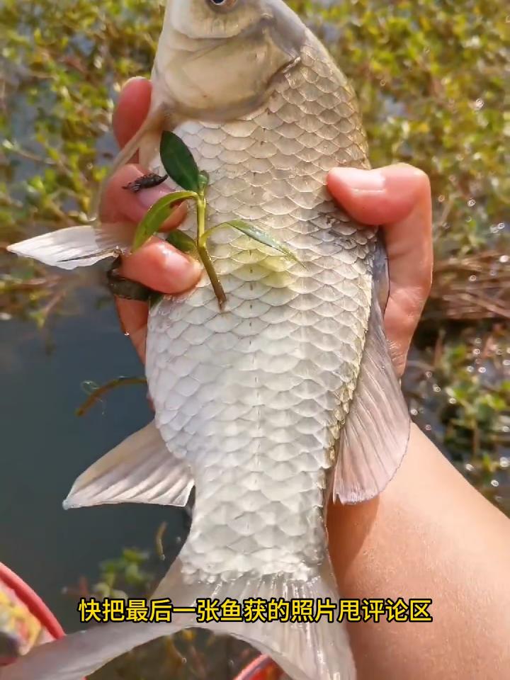 比较真实的鱼获照片图片