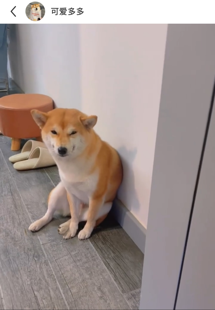 网友:正在拖地,狗子站在角落里一动不动,好乖,而且这小表情真的爱了爱