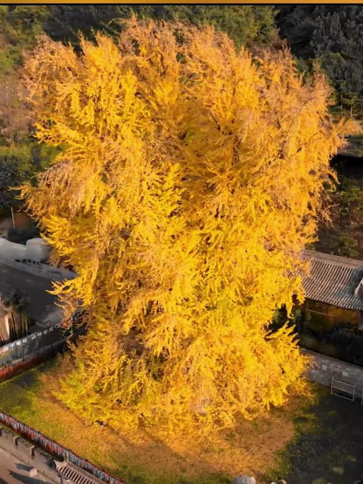 唐太宗种的银杏树图片