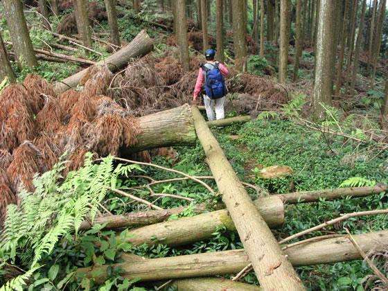 杉木砍伐一年以后扒皮,效果会怎样?可行吗?