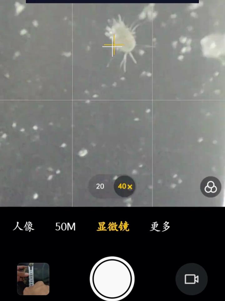 螨虫看见图片