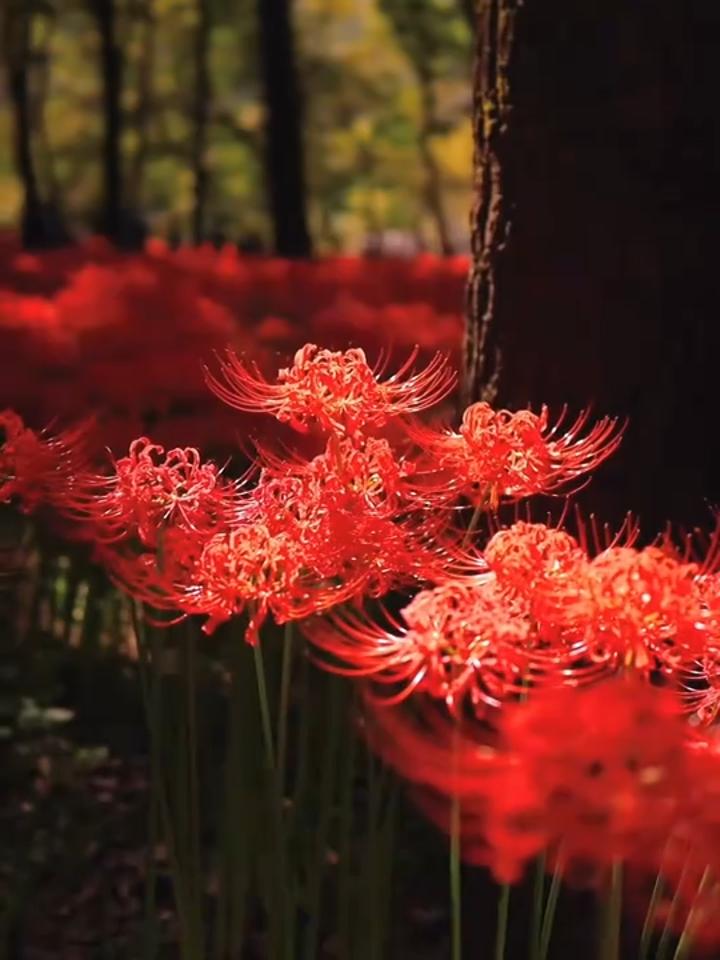 曼珠沙华又称为彼岸花,花开无叶,叶生无花,书上说它代表着永恒