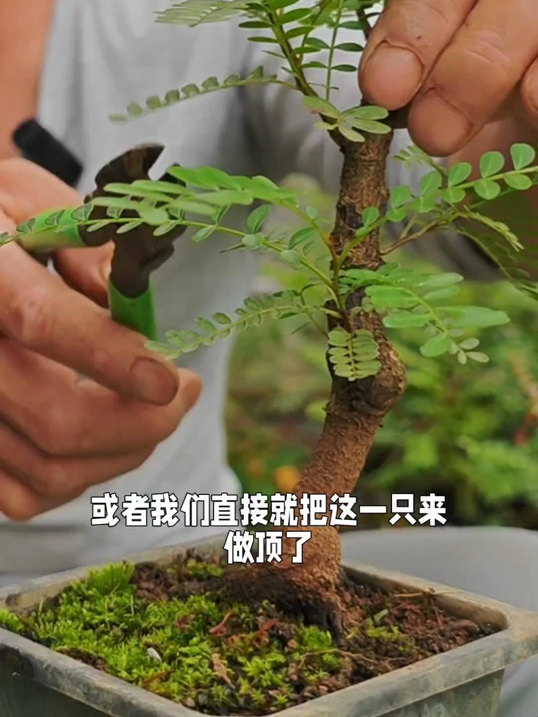 盆景一飘二拖三顶图解图片