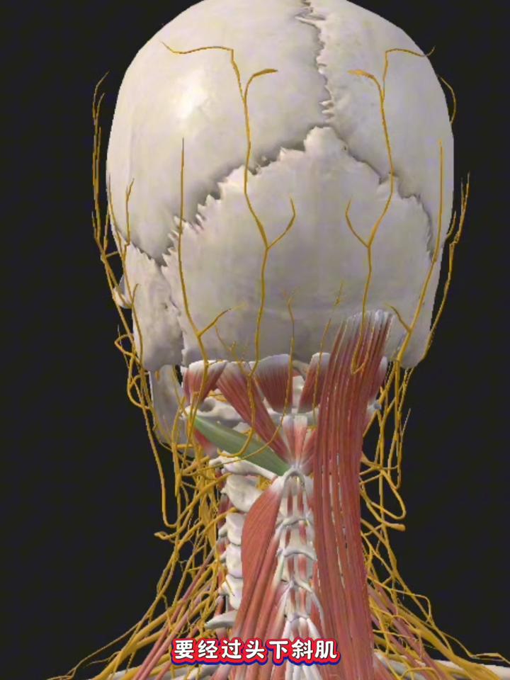 后脑勺详细神经图图片