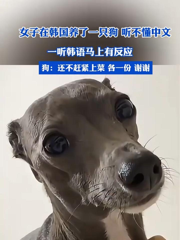 狗崽子用韩语图片