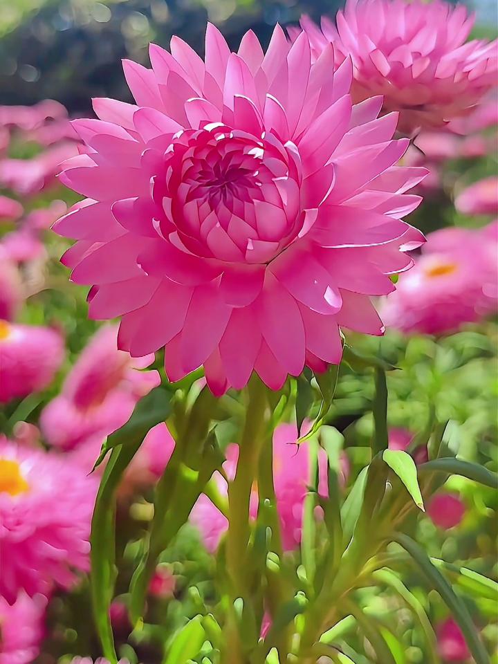 与花草交友不累草木谈心最真 一花一草