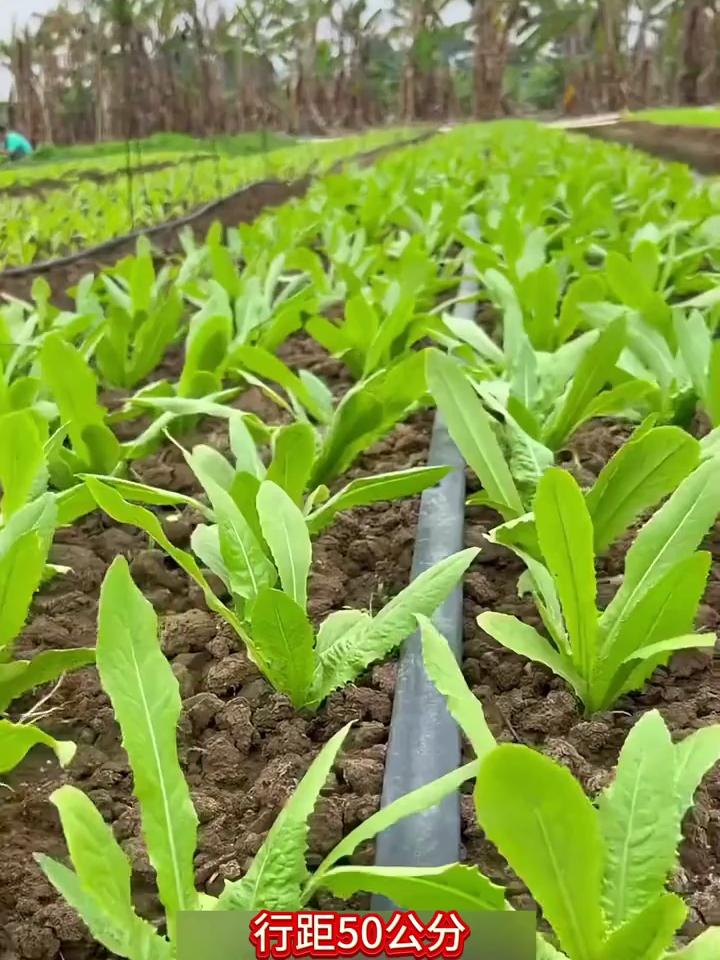 油麦菜的种植方法图片