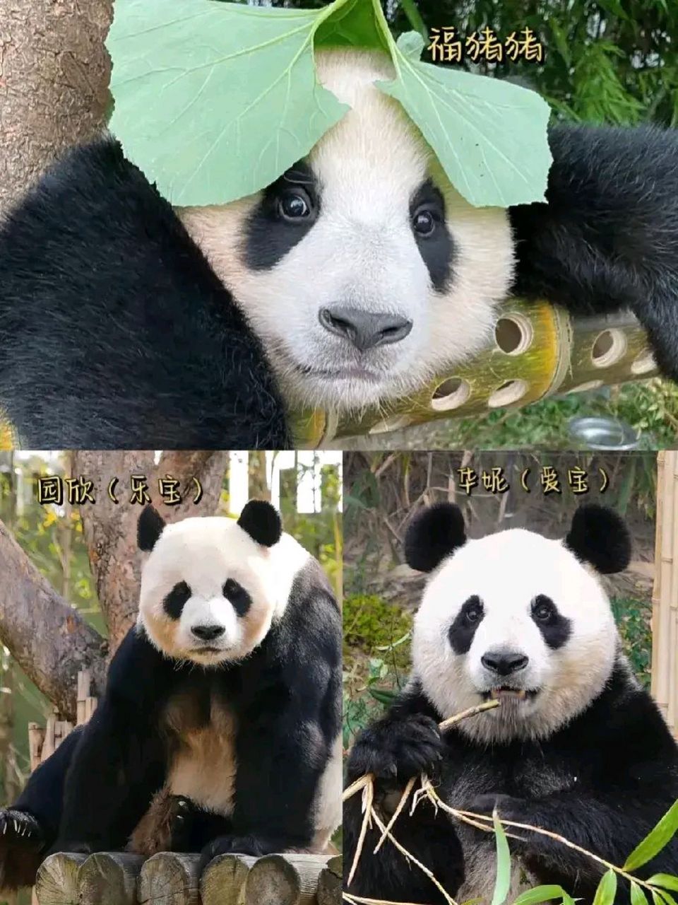 初到韩国的乐宝,有点拘谨,现在的乐宝霸总味十足,有种君临天下的赶脚