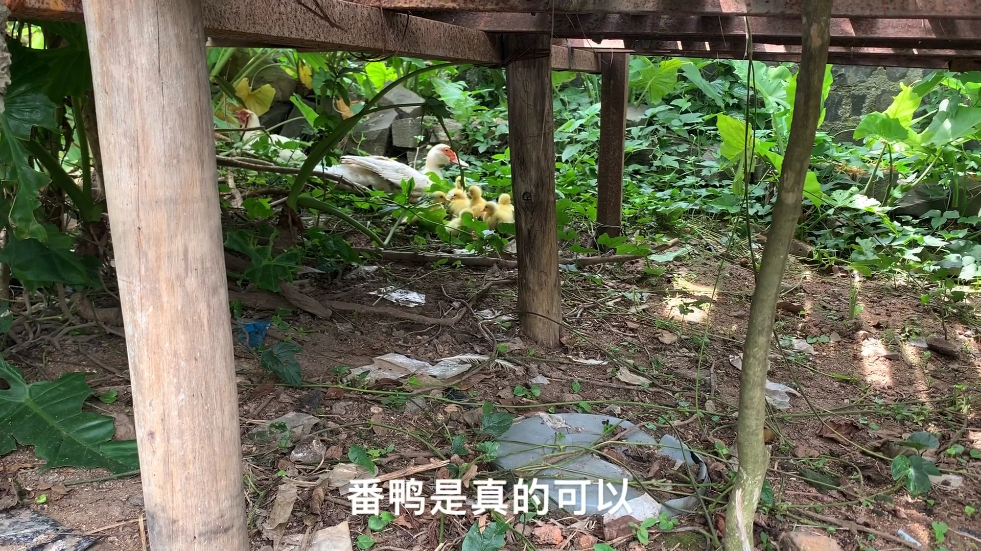 番鸭的繁殖能力真的强,野外孵化率都80%,一年多生了几十只小鸭