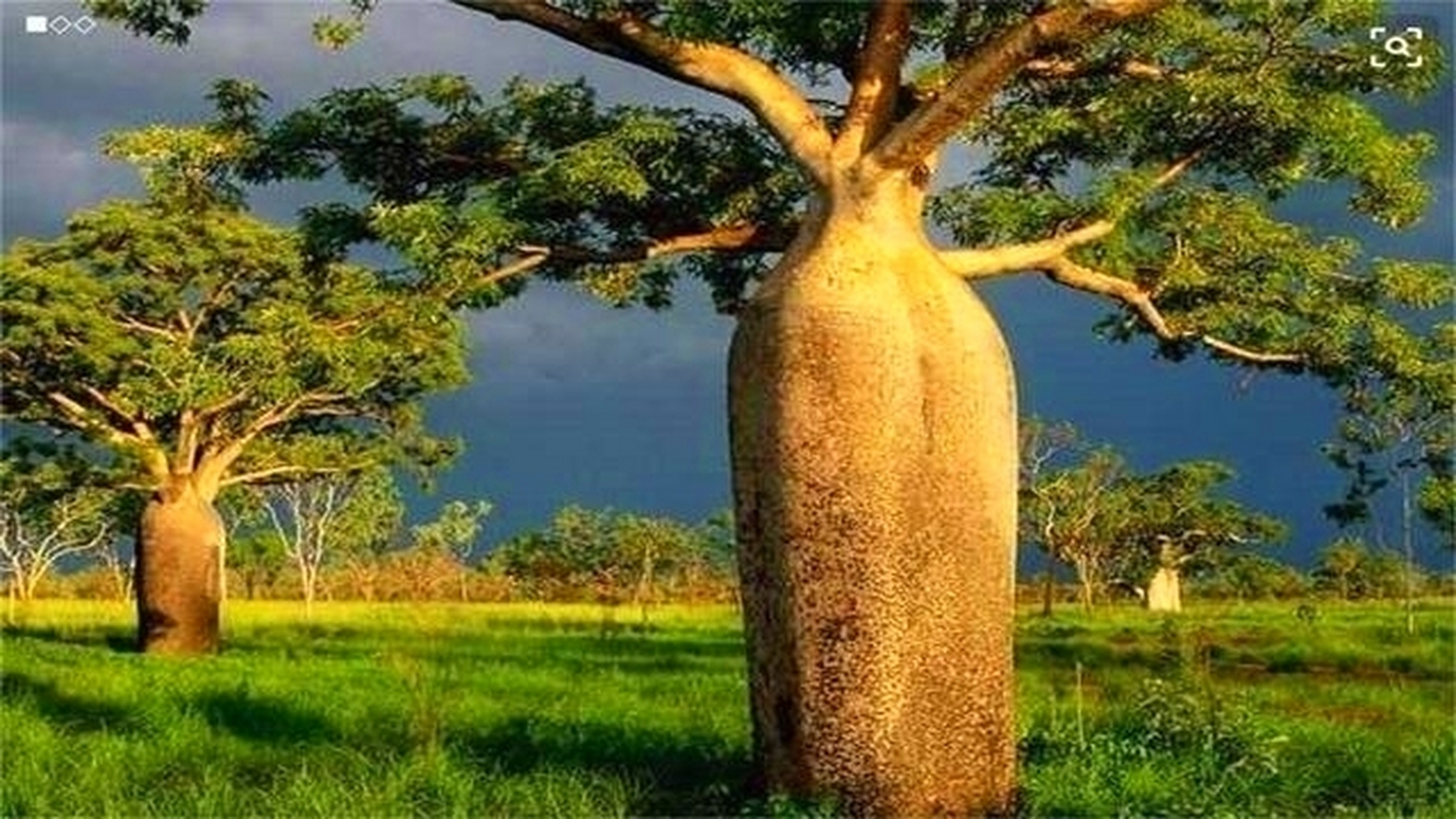 瓶子树,又名纺锤树,以其独特的形状和惊人的储水能力而闻名于世,成为