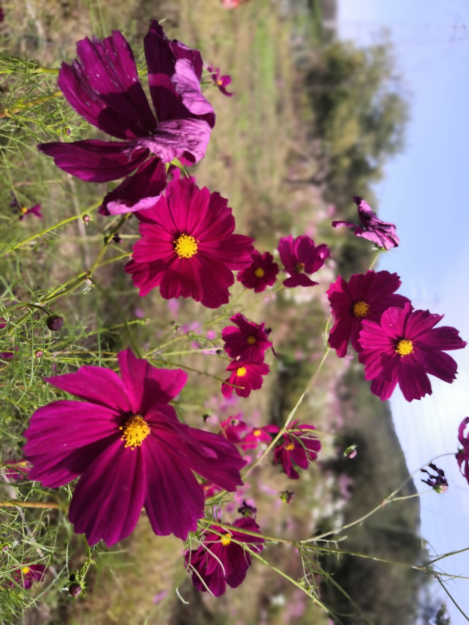 十一的尾巴邂逅一片花海,让我心花怒放!我拍我拍我拍拍拍