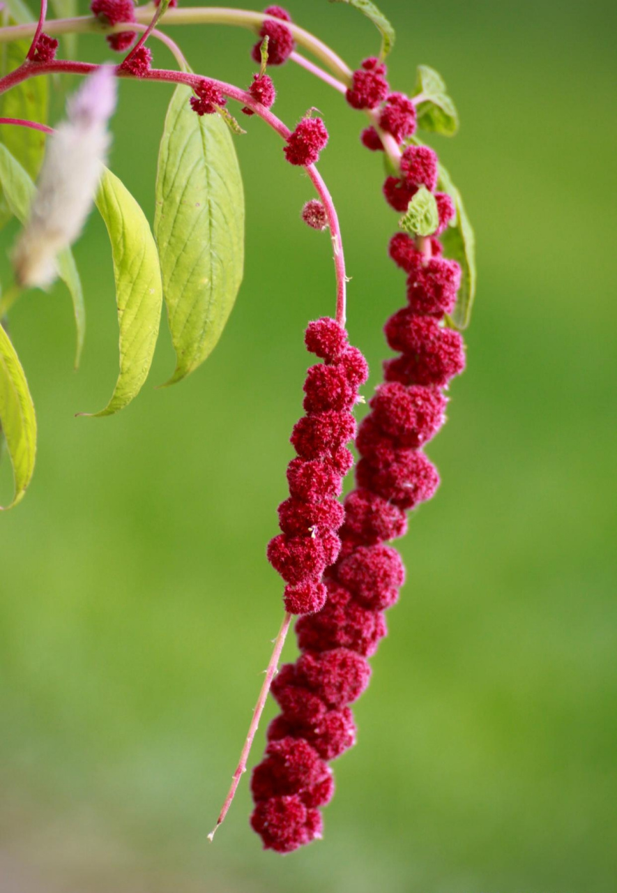 我不知道这个是什么花,一串一串像谷穗,叶子却像苋菜