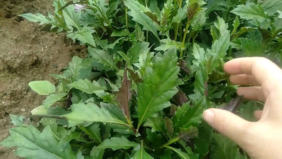 田间这种野菜,营养价值一直备受争议,快来了解一下吧