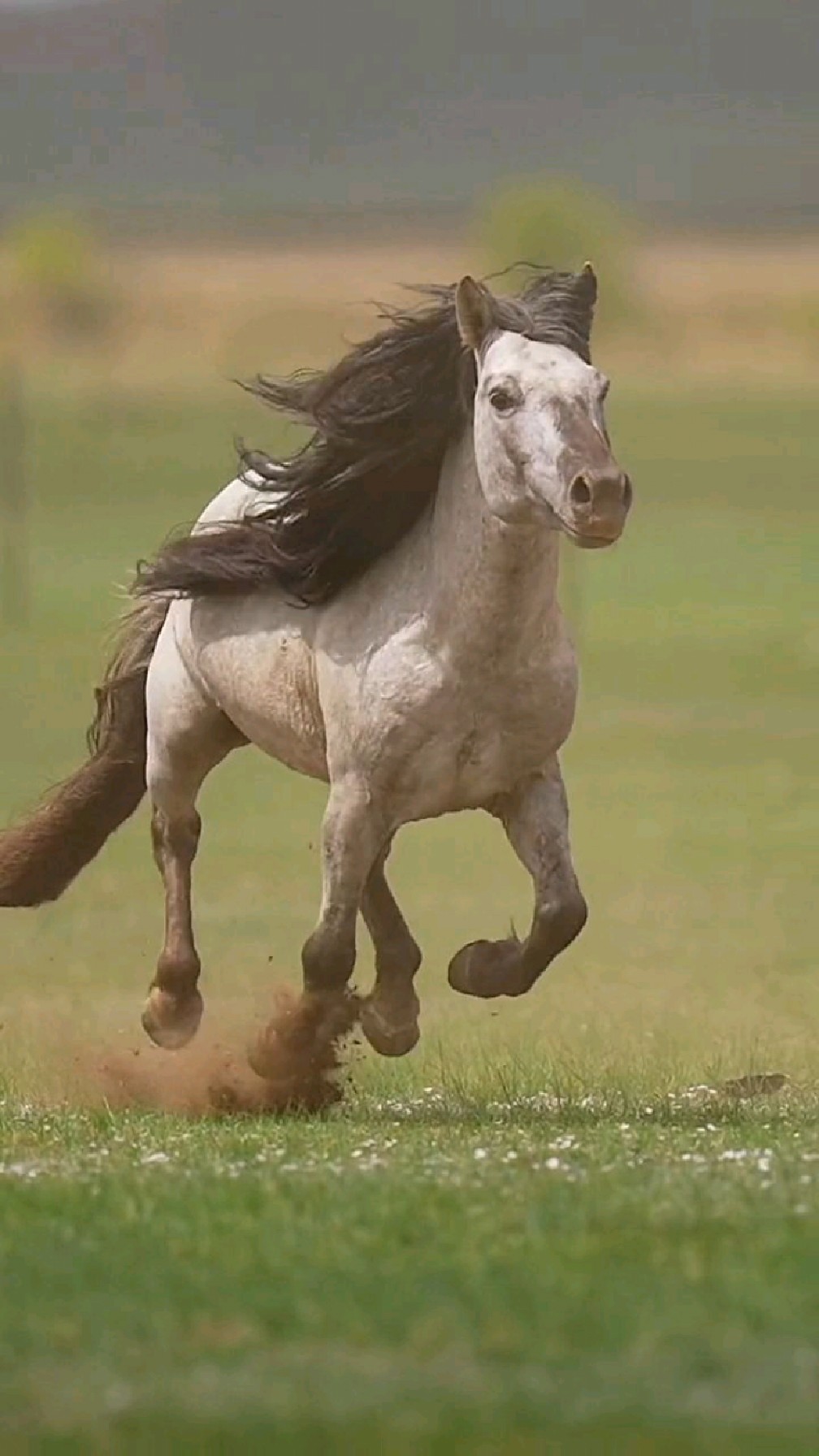 套马杆代代相传,是血脉,也是文化.蒙古马
