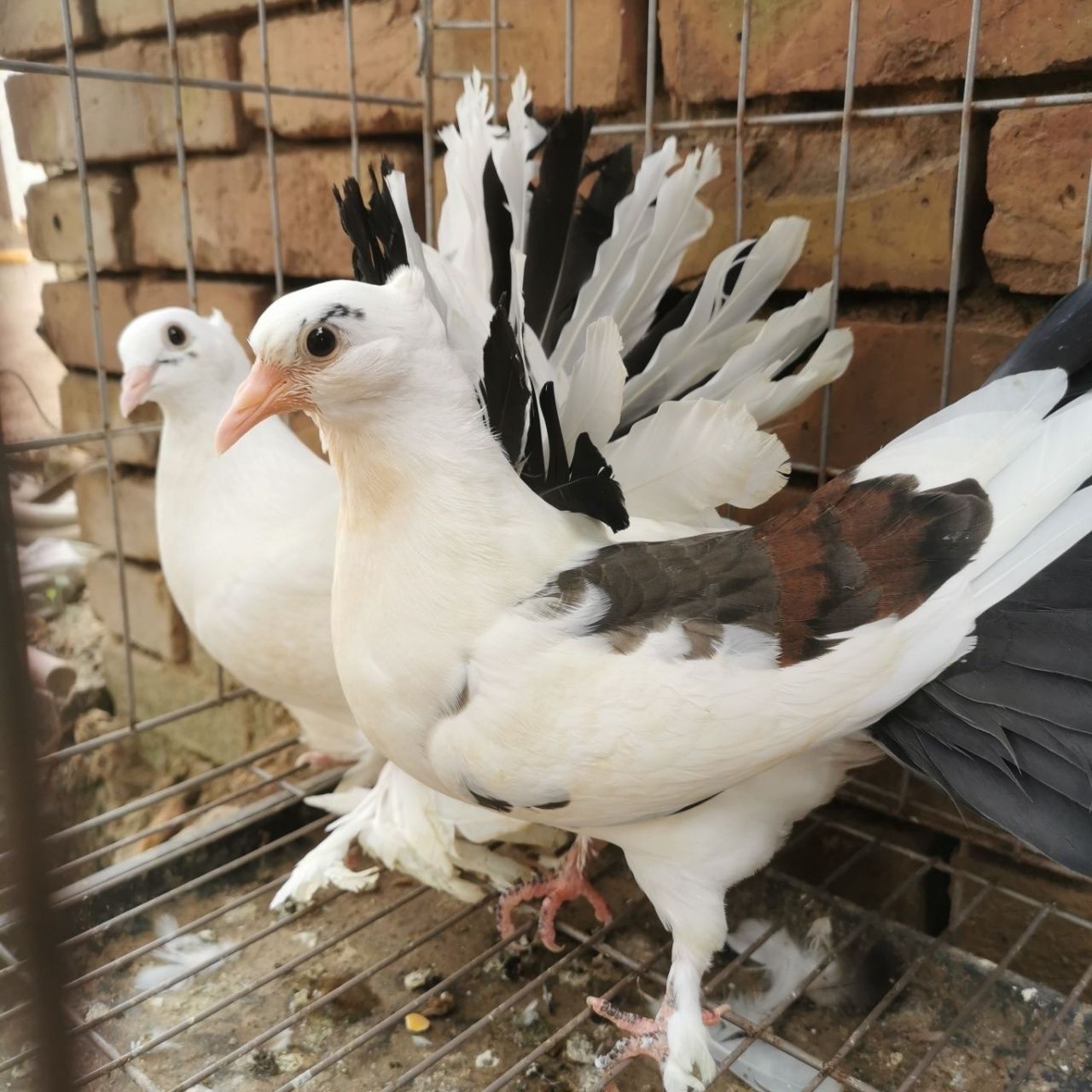 马甲凤尾鸽子,宠物分享!